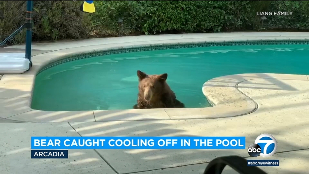 Bear takes dip in Arcadia family's swimming pool - Video