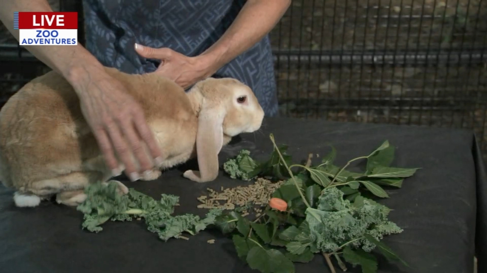 ZOO ADVENTURES: Cecily Tynan learns about Velveteen Lop rabbits at ...