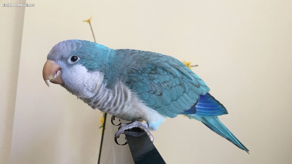 Woman determined to find owner of parrot who flew into her apartment
