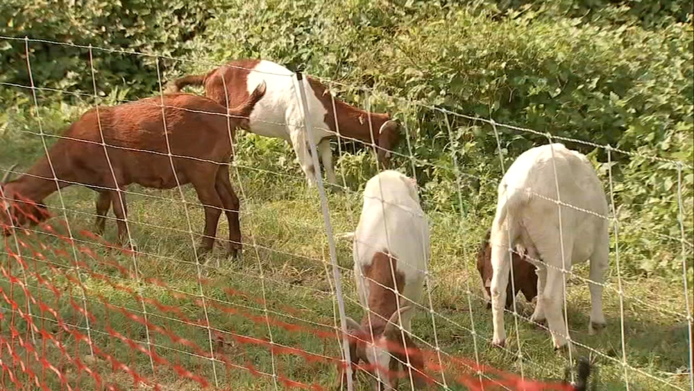 Not 'kidding' around, herd of goats put to work in Upper Darby