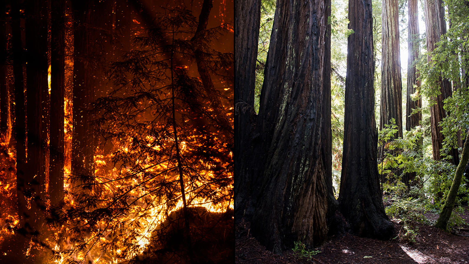 Big Basin Redwoods, California's oldest state park, devastated by CZU