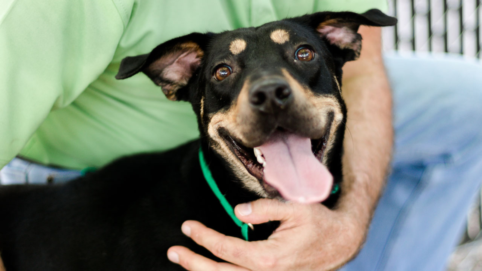 Tips from the Houston SPCA on managing pet anxiety and safety during