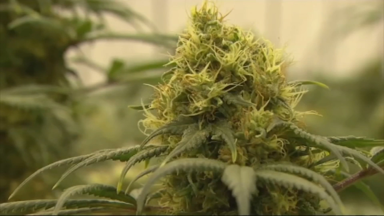 Marijuana 6abc Philadelphia Marijuana 6abc Philadelphia