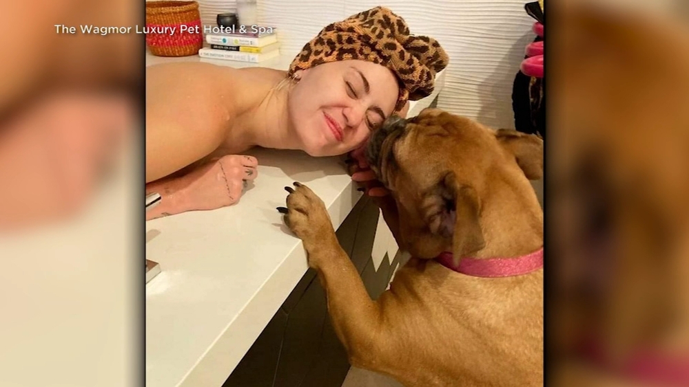 Singer Miley Cyrus adopts stray dog from Fresno