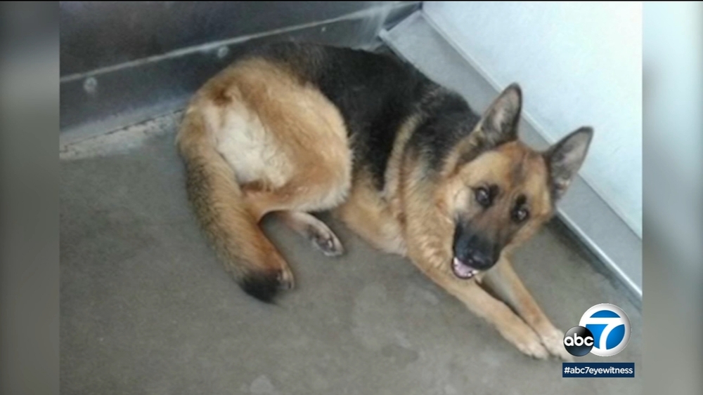 Activists trying to save IE German shepherd from death order