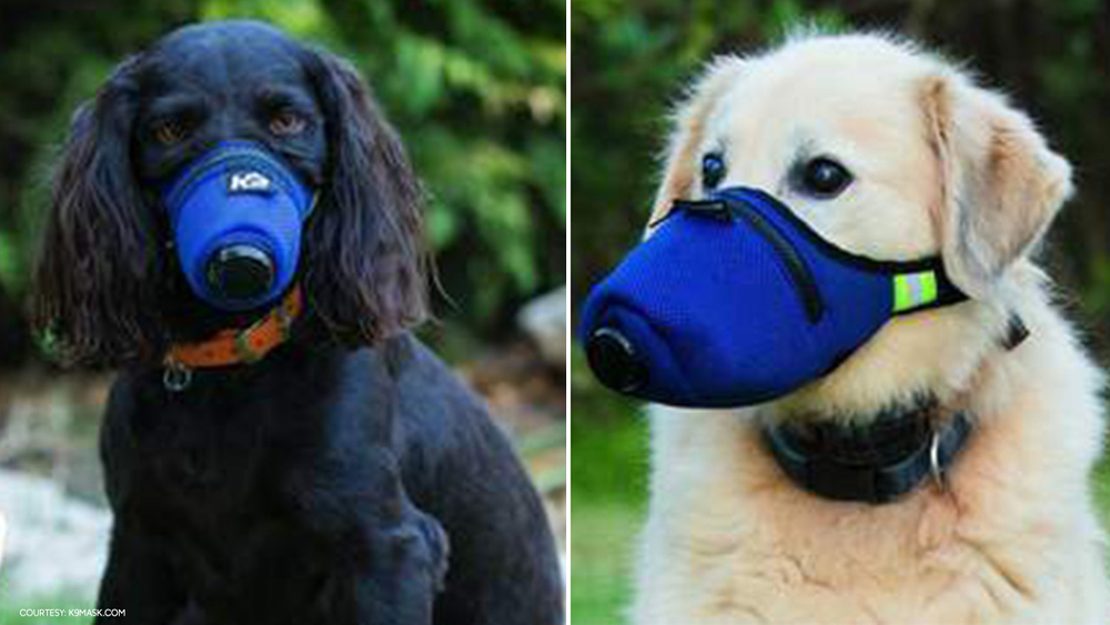 Texas company unleashes hospital-grade face masks for dogs