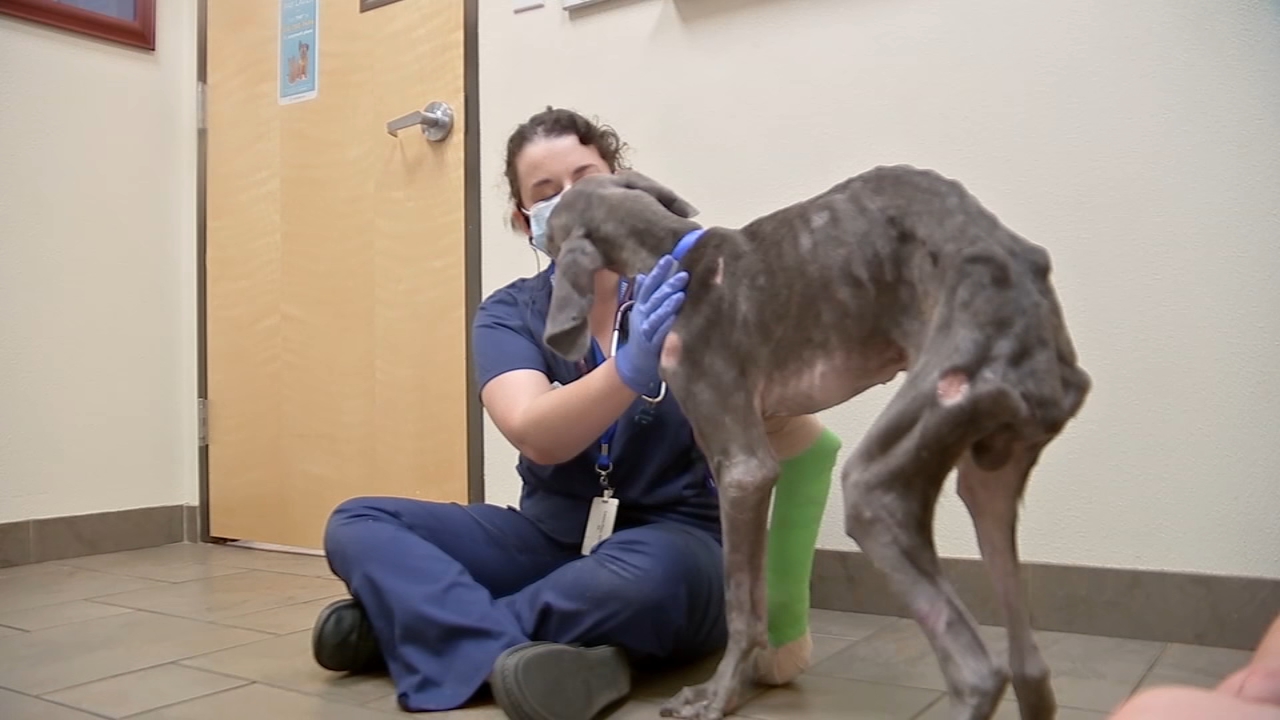 Starving dog found passed out in scorching Houston sun