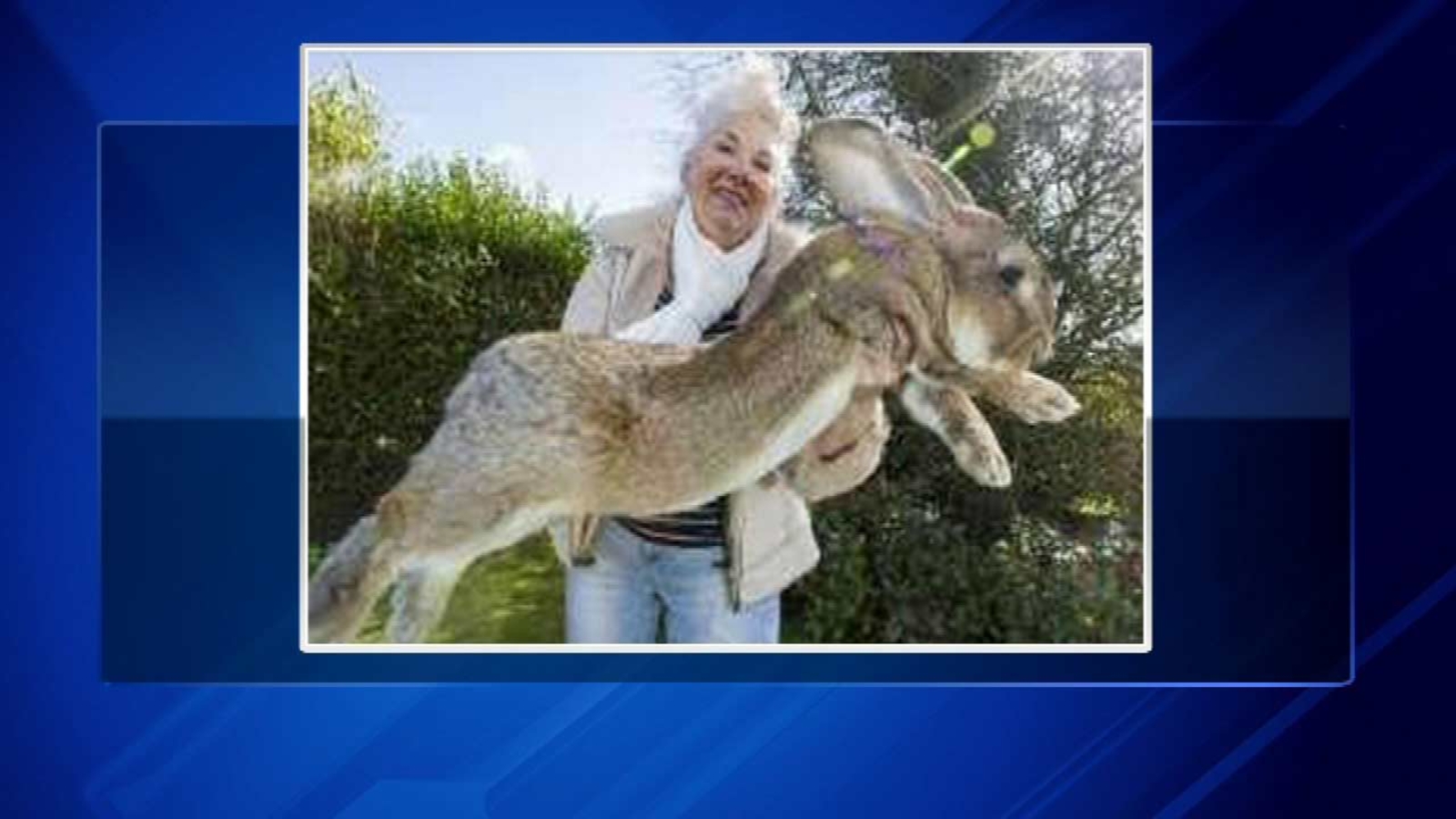 50 pound rabbit going for world record ABC13 Houston