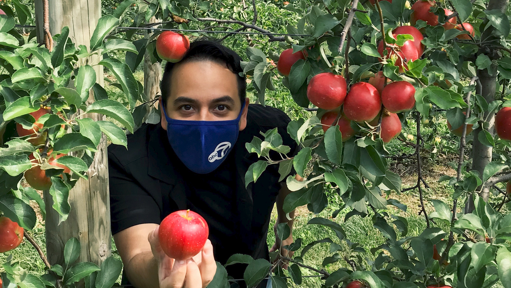 Apple picking will look a little different this year