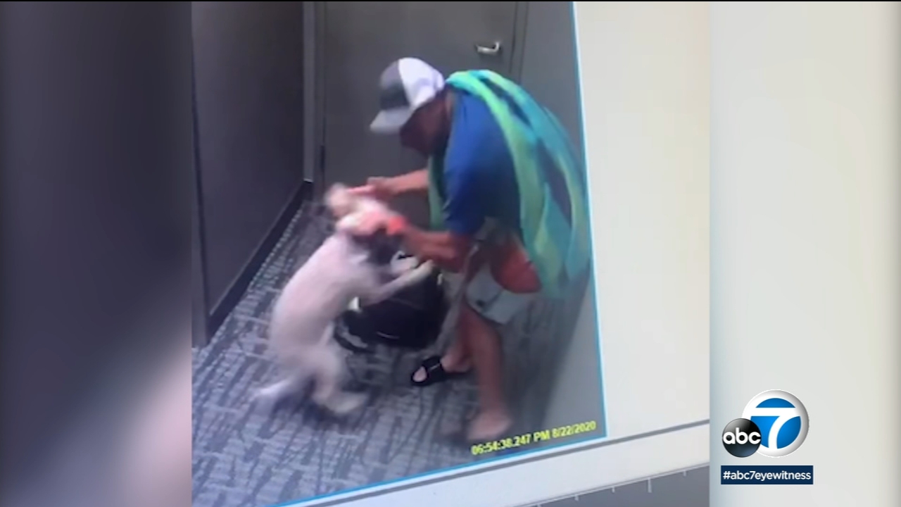 Disturbing video shows alleged abuse of dog in Santa Monica
