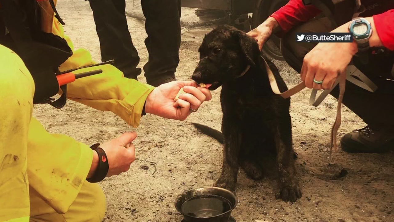 Puppy rescued from CA wildfire rubble