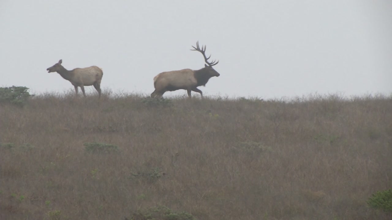 Wildfires impact: Water emergency for Tule Elk at Pt. Reyes