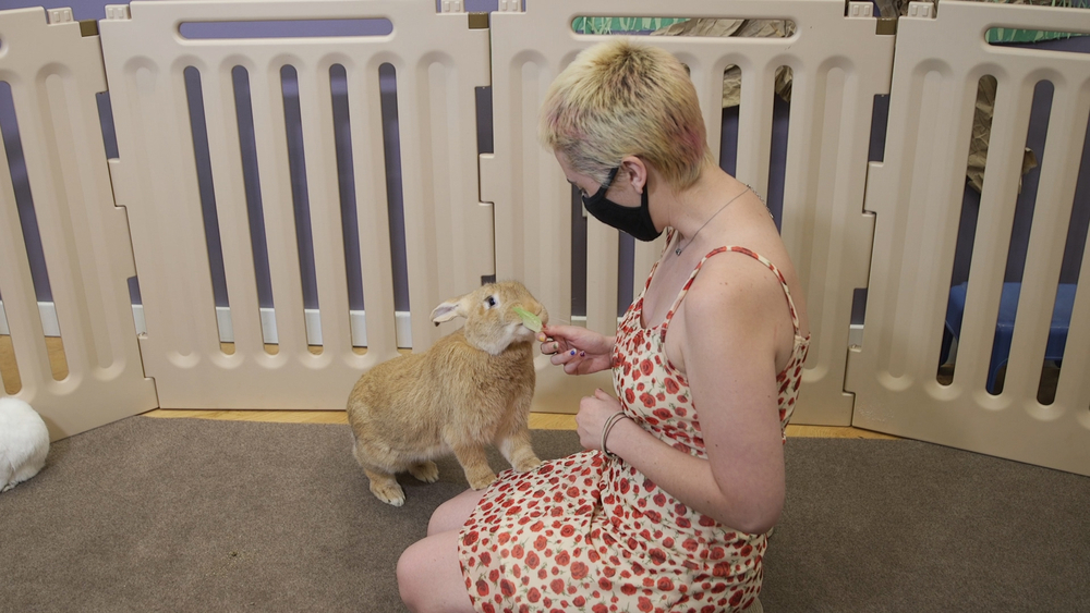 Find zen relaxing with rabbits!