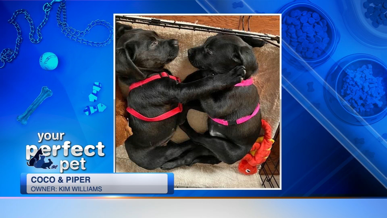 Perfect Pet ABC7 Chicago