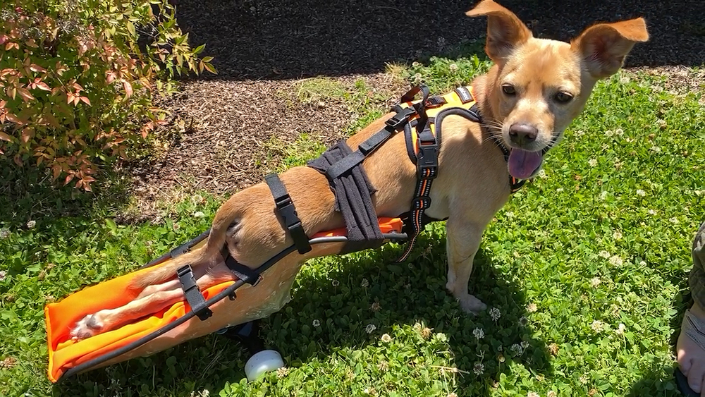 Students design device to help paralyzed dog walk