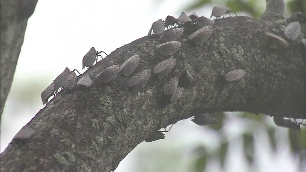 Scent detection dogs could play large role in fighting spotted lanternfly infestation