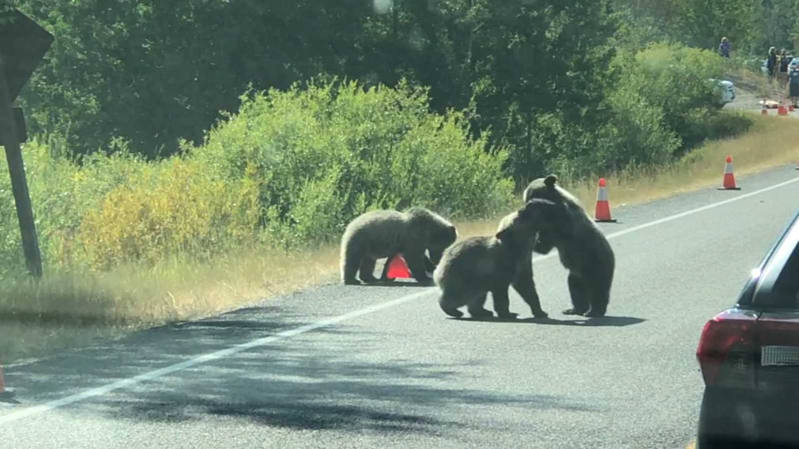 Wyoming Traffic Stops To Watch Grizzly Bear Cubs Wrestle On The Road Abc30 Fresno