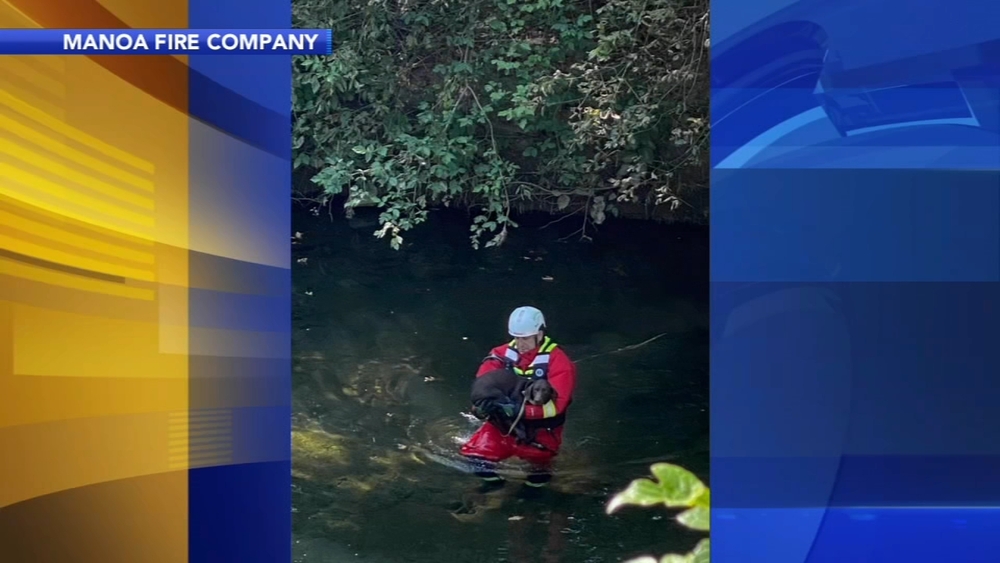 Family dog rescued from embankment in Havertown