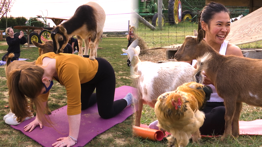Goat Yoga on Long Island offers a fun, outdoor activity