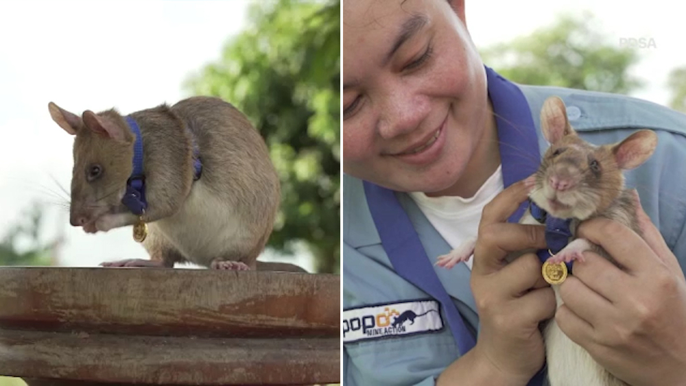 Giant rat wins animal hero award for sniffing out landmines