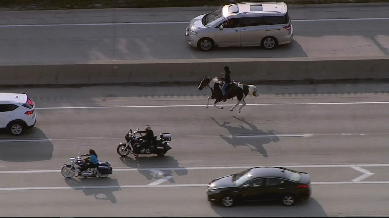 Chicago's 'Dreadhead Cowboy,' charged after riding horse on the Dan Ryan Expressway, to appear in court