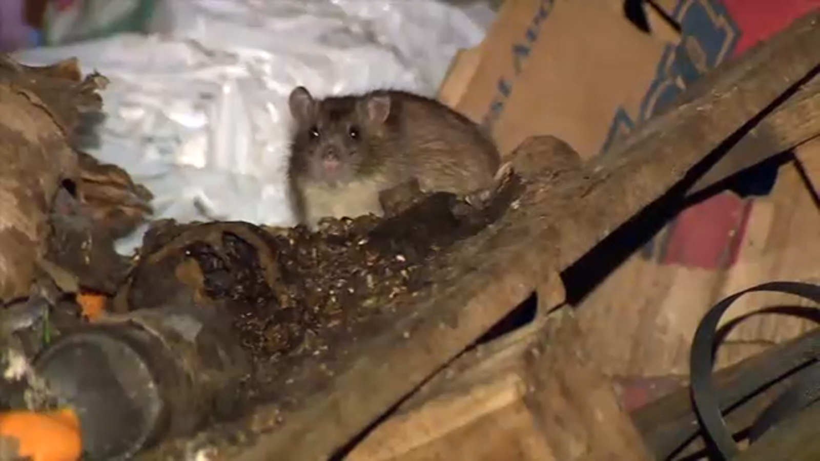 Keep pests out with these affordable tips that don't involve an