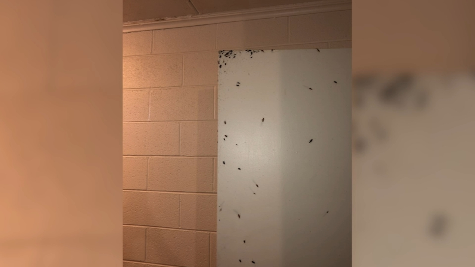 Roach infestation has advocates demanding Durham public housing action