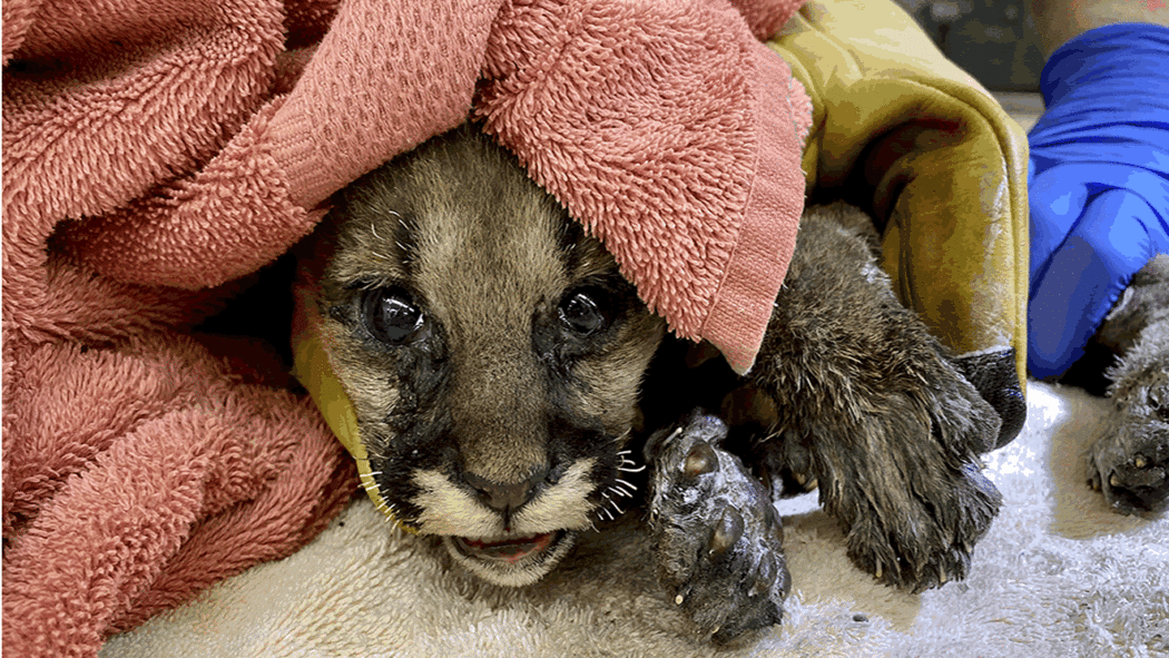 California Wildfires: Mountain lion cub rescued from Shasta