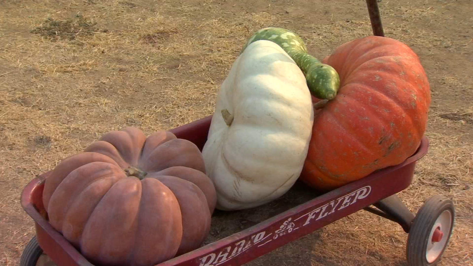 Pumpkin patches operate in a new way during COVID19 pandemic ABC30