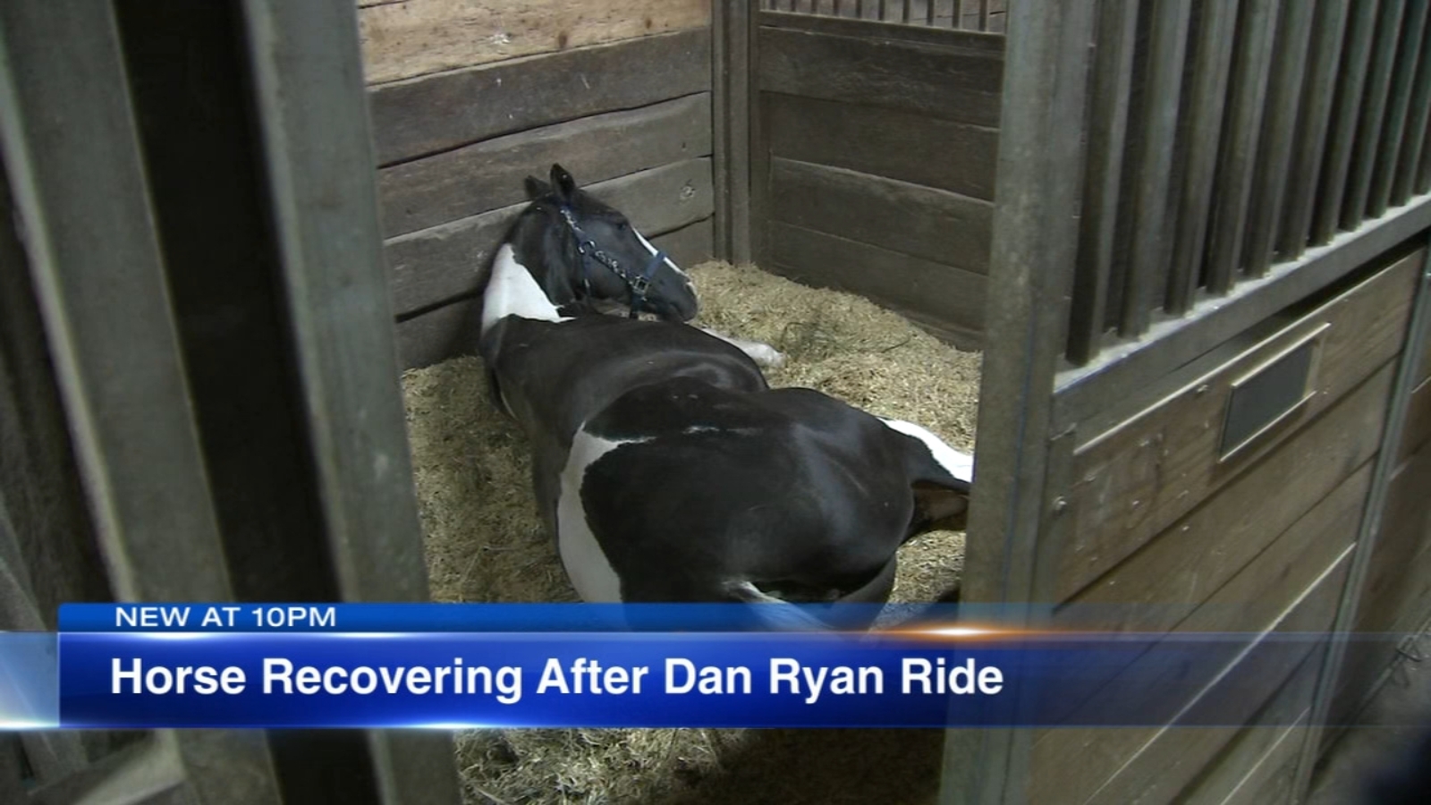 Nunu the horse recovering after Dan Ryan Expressway ride by Chicago's ...