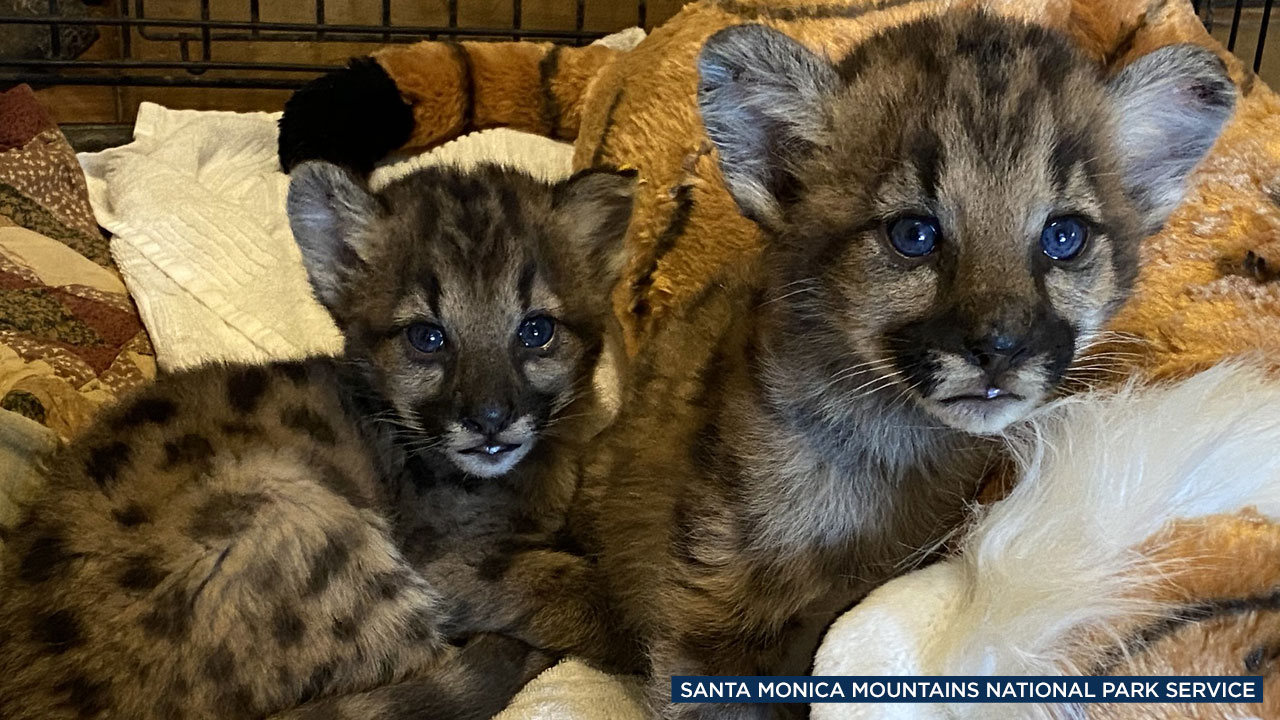 2 orphaned mountain lion kittens sent to sanctuary after failed foster attempt