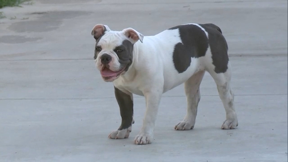 Puppy born with Mickey Mouse ears on its back