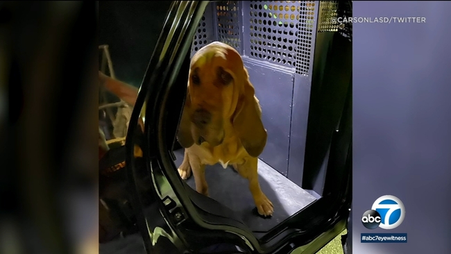 Good boy! Pet dog helps save Mission Viejo family from house fire ...