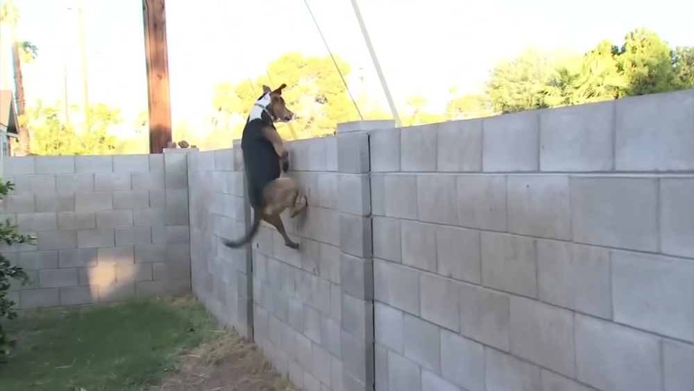 Dog captivates neighbors with high jumps from backyard
