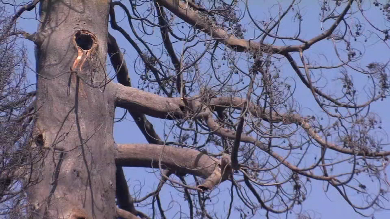 SQF Complex: Officials say only two burned Giant Sequoia trees will be cut, not four