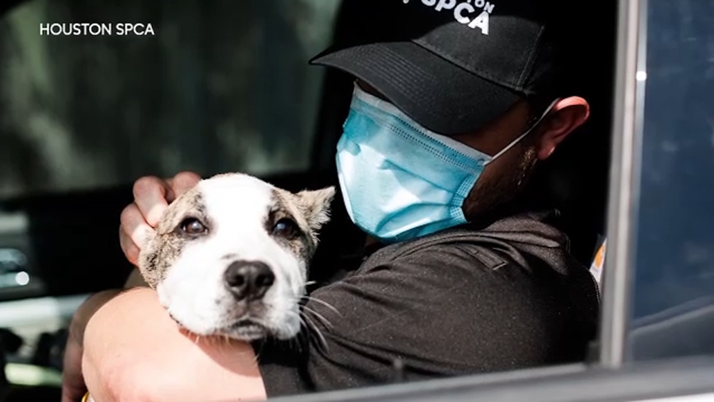 Missing dog found after horrific abuse video