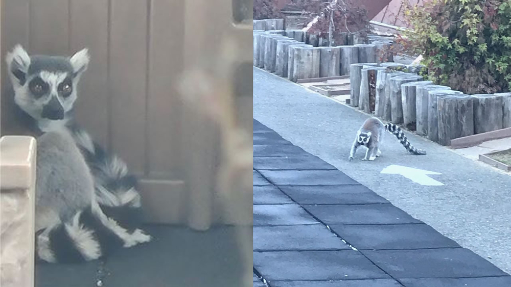 5-year-old finds lemur that went missing from SF Zoo
