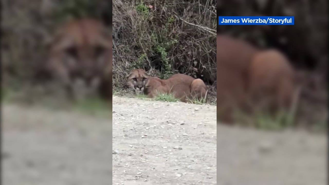 Bay Area man's close encounter with mountain lion: 'Kitty, kitty, kitty'