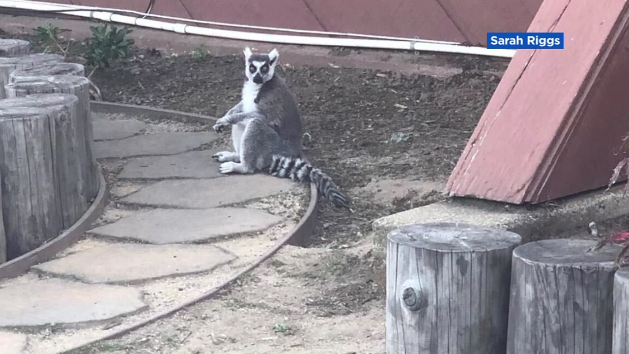 Suspect arrested in connection to theft of SF Zoo lemur, police say