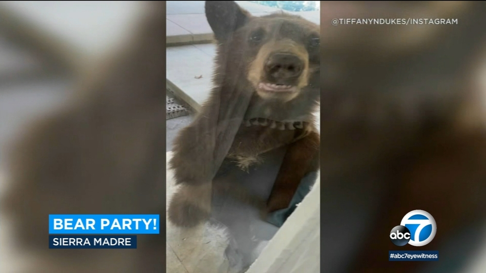 VIDEO: Bear cubs pay surprise visit to Sierra Madre woman