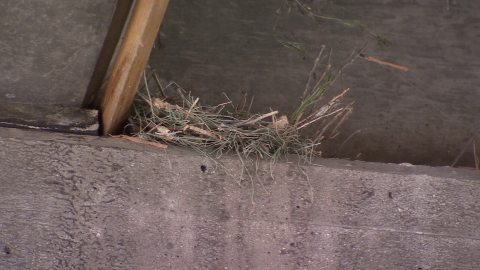 Bird nests delay bridge repair work in Moreno Valley ABC7 Los Angeles