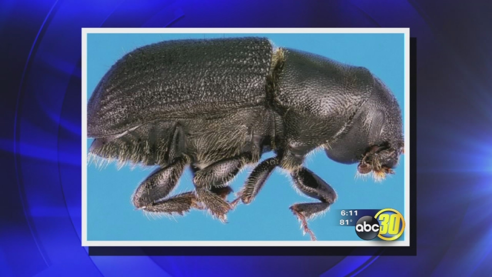 Drought creating perfect conditions for dangerous bark beetle ABC30