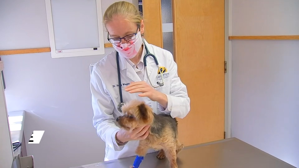 Spike in kennel cough cases leads Raleigh vet to recommend against dog parks