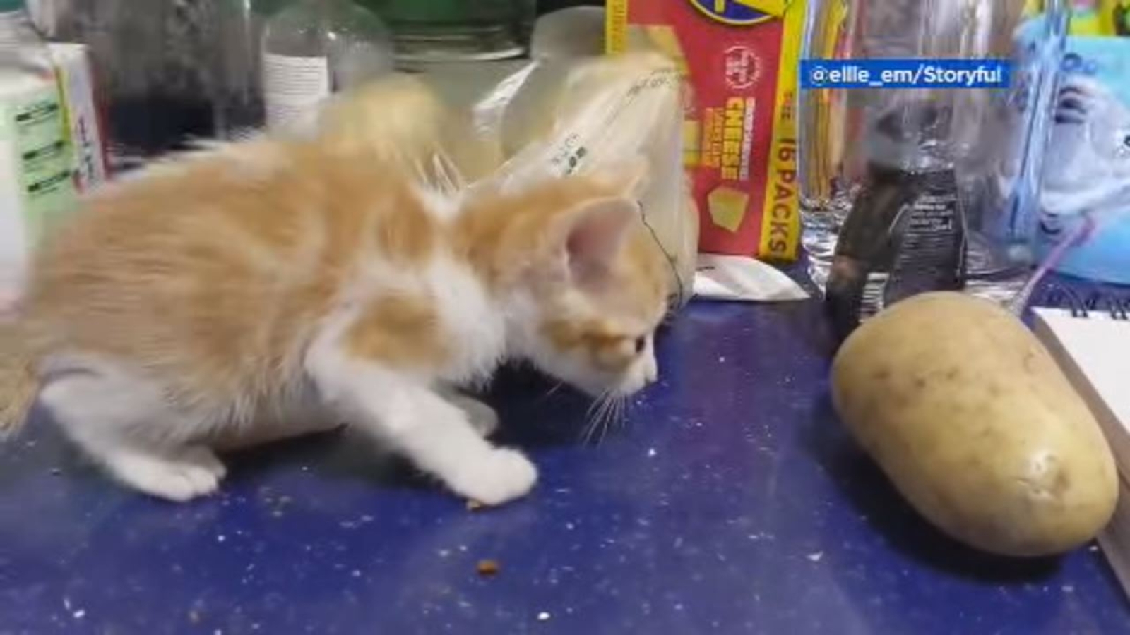 Little Kitten In Spain Stares Down Scary Potato Wondering If It S A Friend Or Foe Abc7 San Francisco