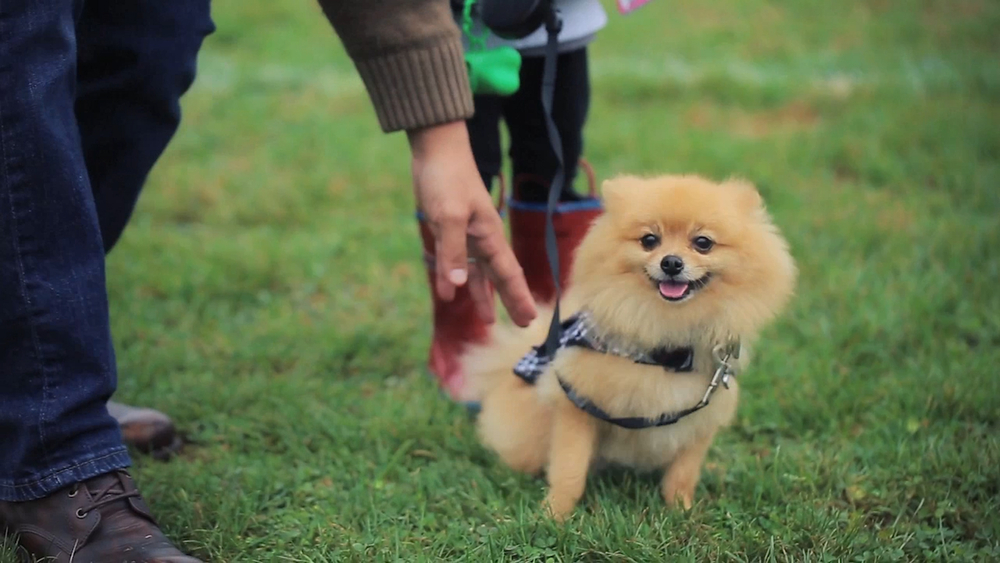 Life-saving trailers shelter pets during disasters