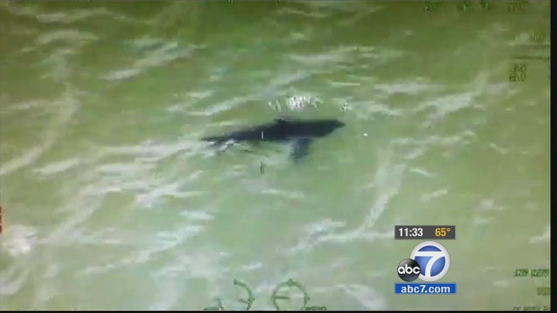 Great White Sharks Spotted Off Orange County Coast Abc13 Houston