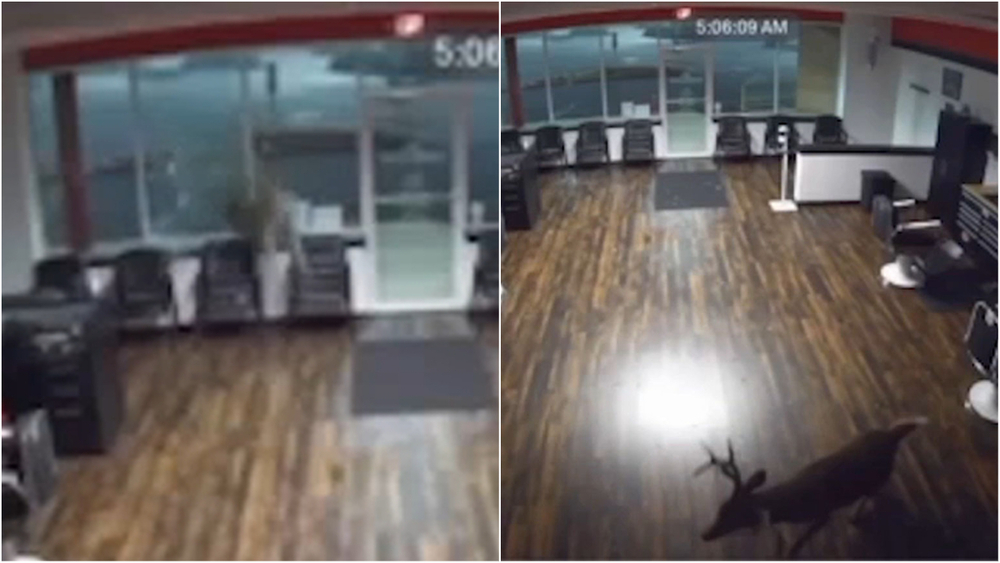Video captures deer crashing through window of barbershop