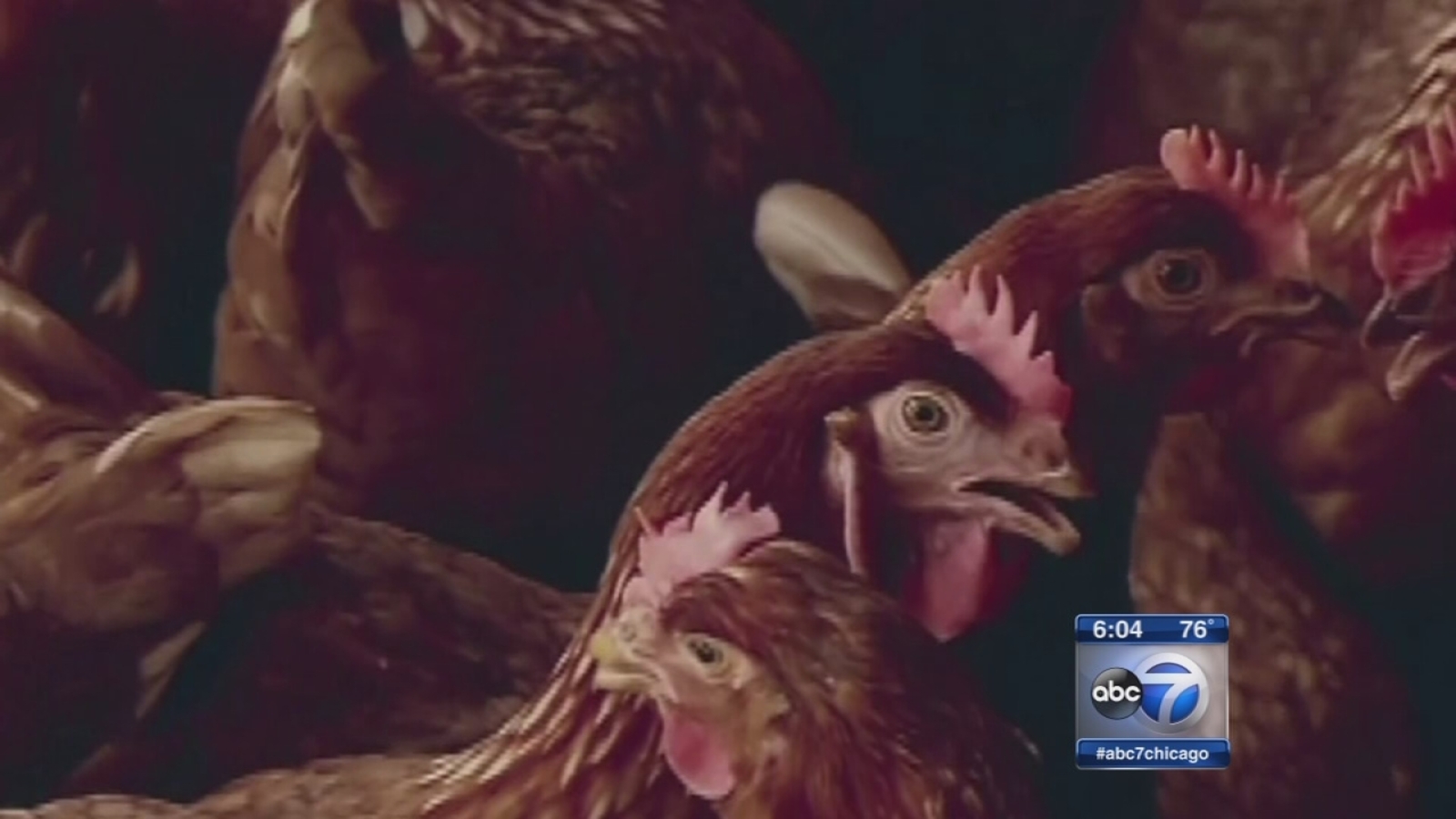 Illinois poultry farms brace as bird flu grips Midwest ABC7 Chicago