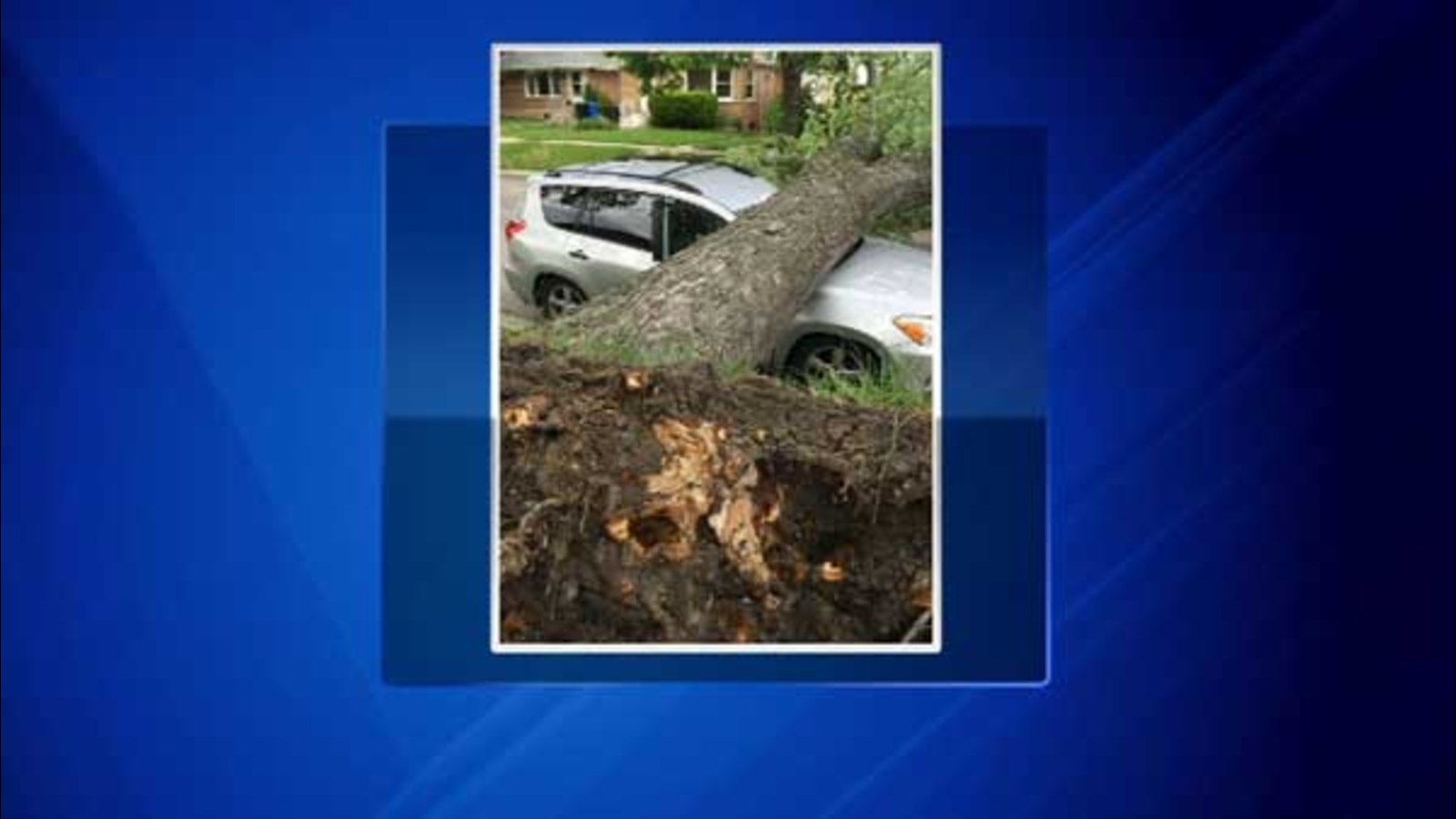 PHOTOS Tree falls on SUV in Big Oaks ABC7 Chicago