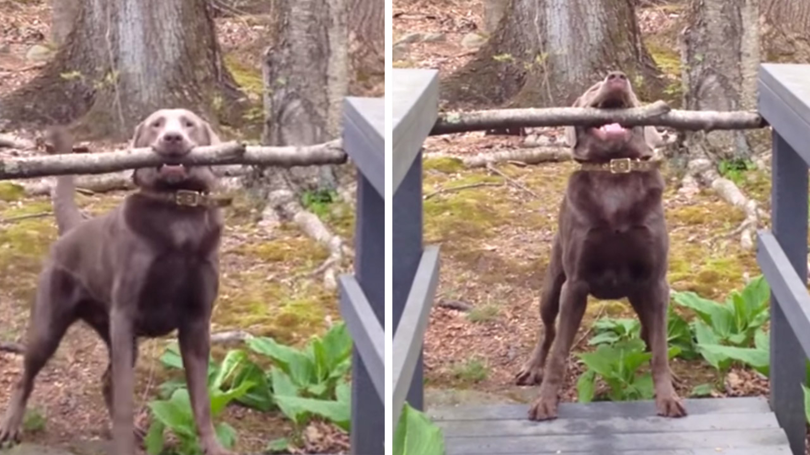 VIDEO: Adorable dog can't fit giant stick through narrow bridge - ABC7 San Francisco
